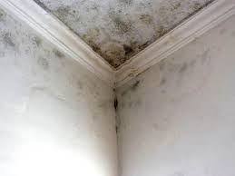 Trusted Hobart, WA Mold Prevention & Removal  Experts